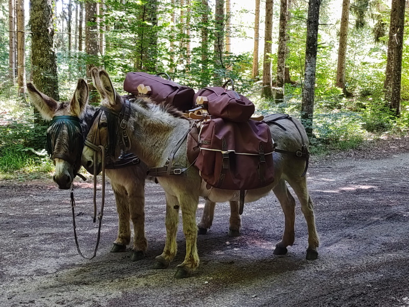 Sortie âne Buen Camino